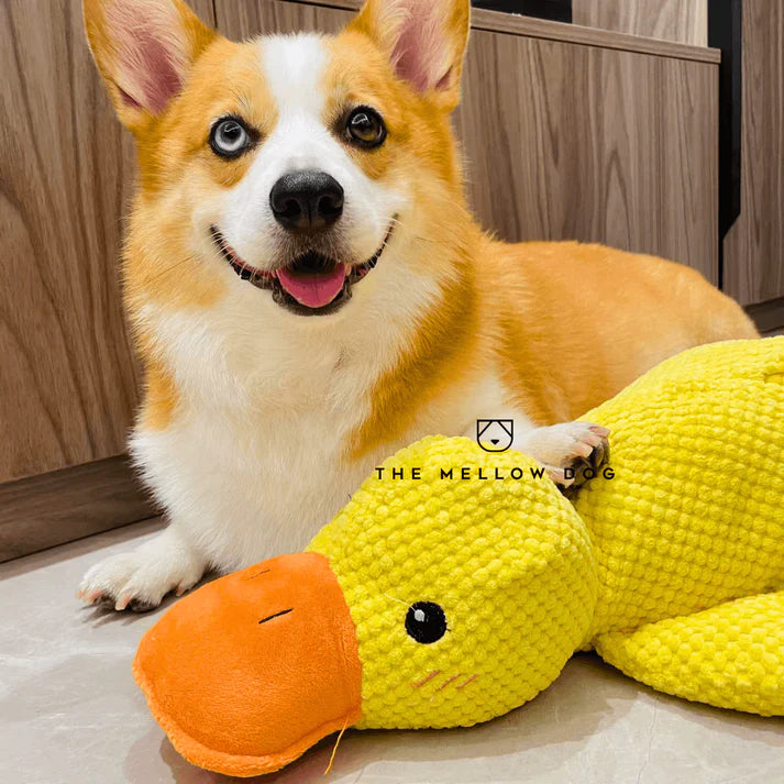 themellowdog