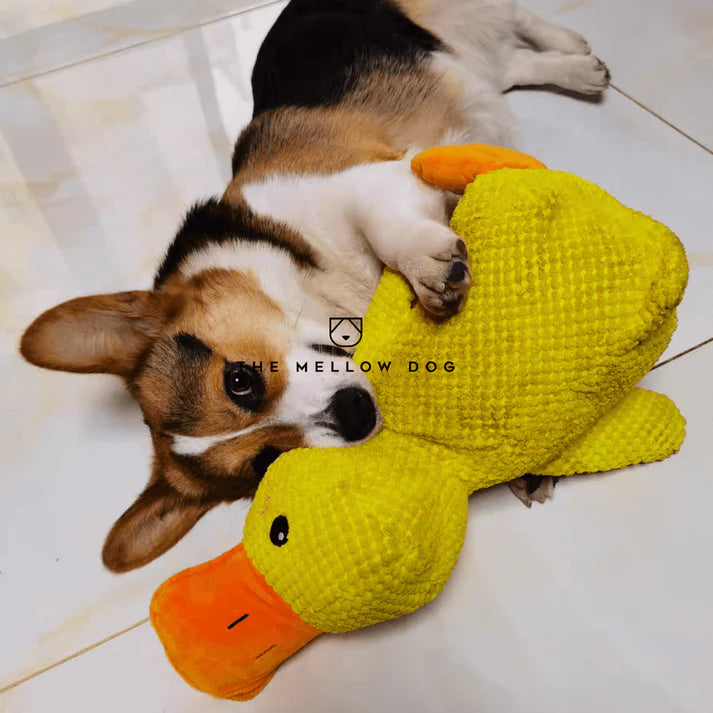 themellowdog