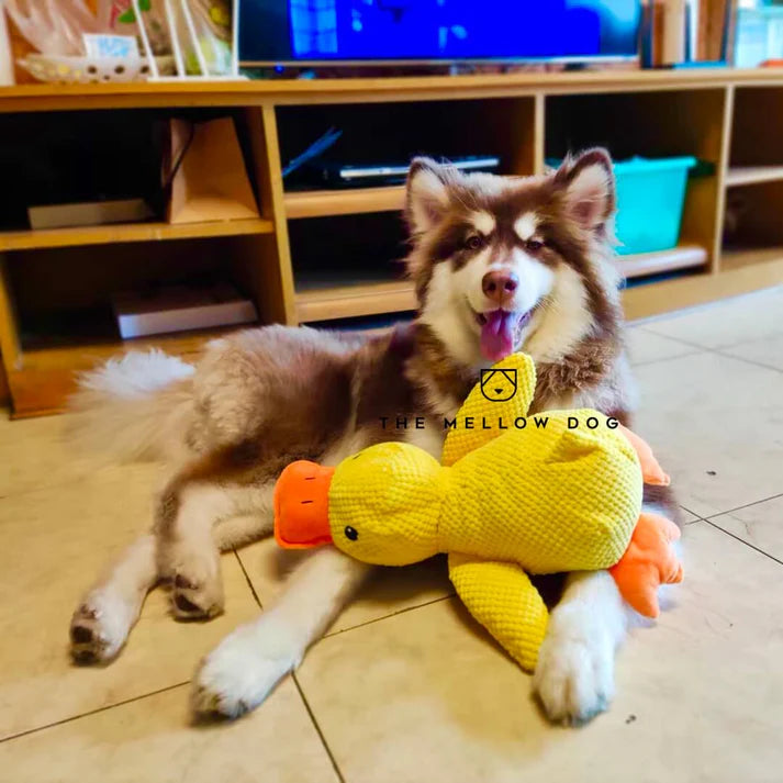 themellowdog