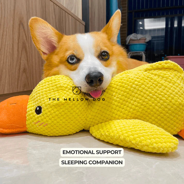 themellowdog