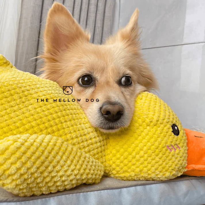 themellowdog