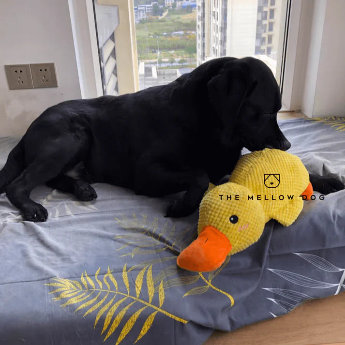themellowdog