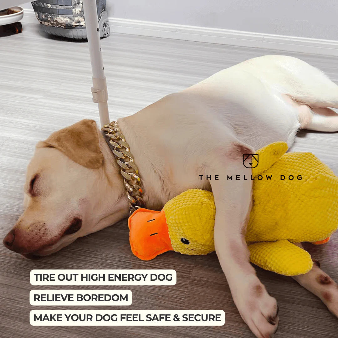 themellowdog