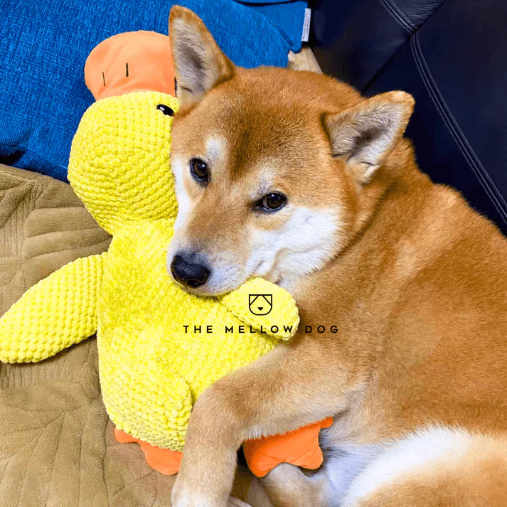 themellowdog