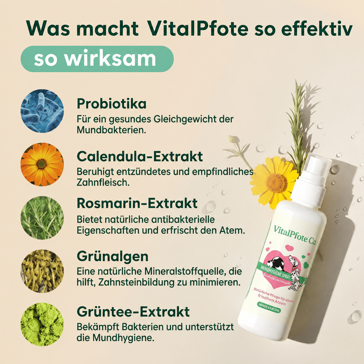 vitalpfote
