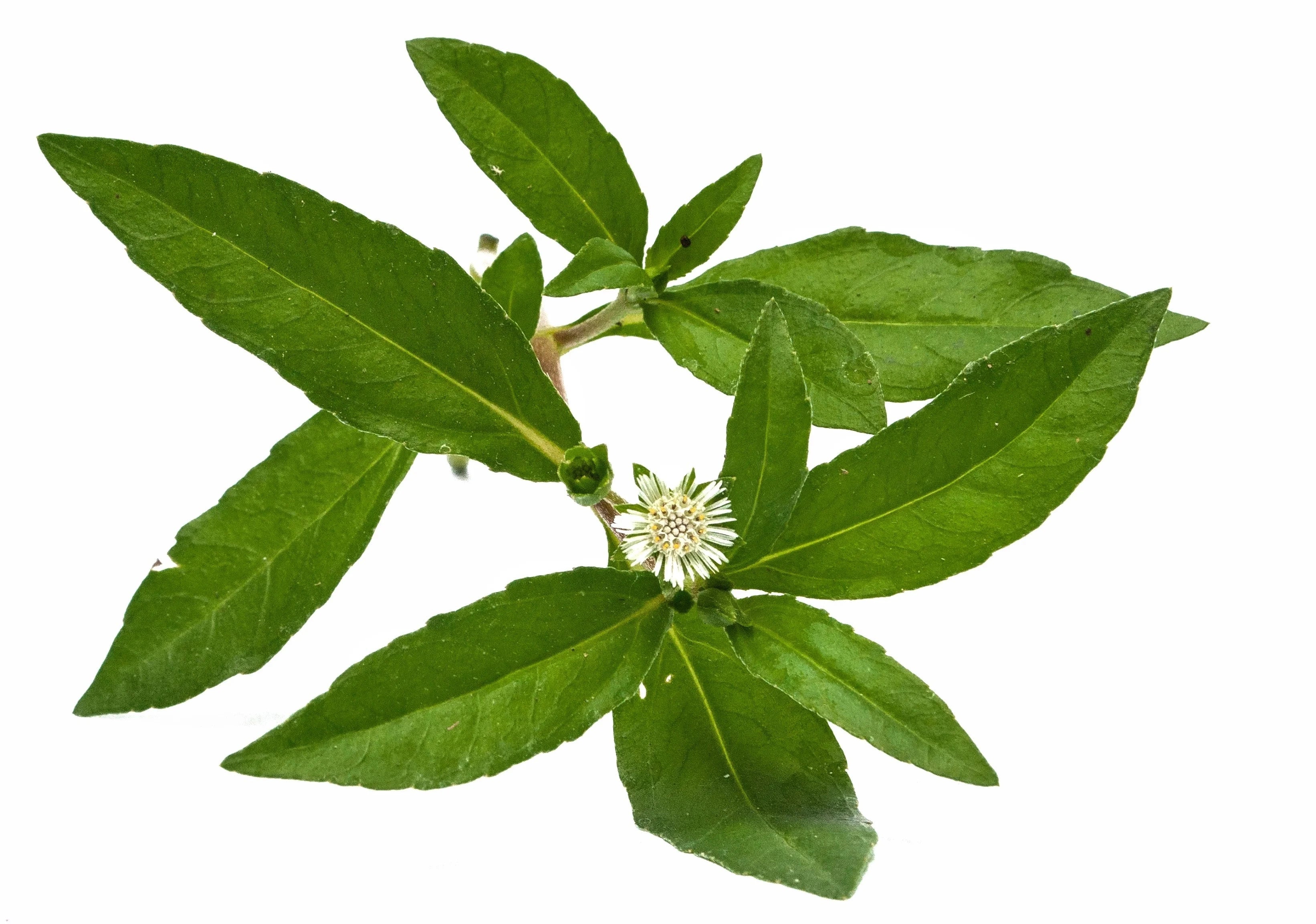 Alt Image